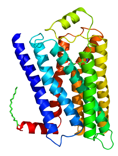 Beta-2 adrenergic receptor